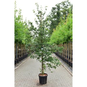 Cornus kousa chinensis - 6-8