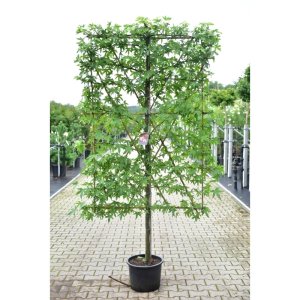 Liquidambar s. ‘Worplesdon’ - Schirm 120-180