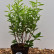 Azalea knaphill in soorten - 30-40