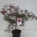 Acer palmatum ‘Garnet’ - 60/-