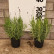 Lavandula angustifolia ‘Munstead’ - 15/-