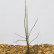 Amelanchier lamarckii - 50-80