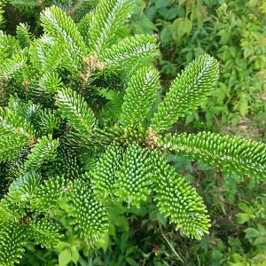Abies fraseri - 30-50