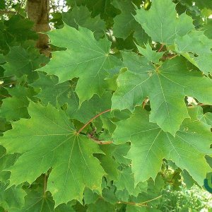 Acer platanoides - 40-60