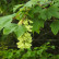 Acer pseudoplatanus - 60-100
