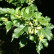 Acer tataricum ginnala - 60-100