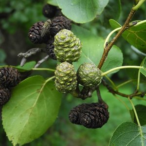 Alnus cordata - 60-100