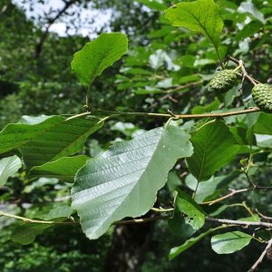 Alnus glutinosa - 60-100