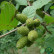Alnus incana - 60-100