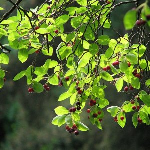 Amelanchier lamarckii - 40-60