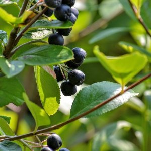 Aronia melanocarpa - 30-50