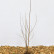 Betula pubescens - 60-100
