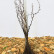 Berberis thunbergii ‘Atropurpurea‘ - 25-40
