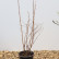 Berberis thunbergii ‘Atropurpurea‘ - 30-40
