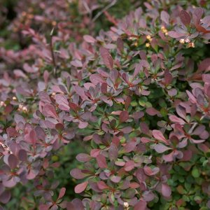 Berberis thunbergii ‘Atropurpurea’ - 25-40