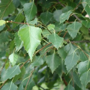 Betula pendula - 120-150