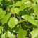 Betula pubescens - 120-150