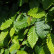 Carpinus betulus - 40-60
