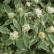Cornus alba ‘Elegantissima’ - 60-100