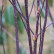 Cornus alba ‘Kesselringii‘ - 60-100