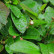 Cotoneaster lucidus - 50-80