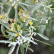 Elaeagnus angustifolia - 80-100