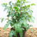 Mahonia aquifolium - 30-40