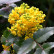 Mahonia aquifolium - 30-50