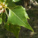 Populus nigra - 80-100