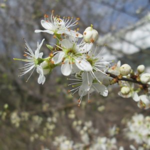 Prunus spinosa - 40-60