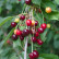 Prunus avium - 60-80