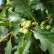Quercus petraea - 80-100
