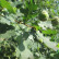Quercus robur - 60-100