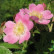 Rosa rubiginosa - 60-80