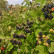 Rubus fruticosus - 40-60