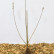 Salix gracilistya ‘Mount Aso’ - 40-60