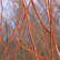 Salix alba ‘Chermesina’ - 120-150