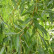 Salix alba ‘Vitellina‘ - 80-120