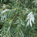Salix alba - 60-100