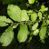 Salix aurita - 60-100