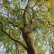Salix babylonica ‘Tortuosa’ - 80-120