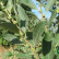Salix cinerea - 80-120