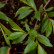 Salix daphnoides - 120-150