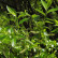 Salix pentandra - 60-100