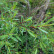 Salix purpurea ‘Nana’ - 40-60