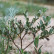 Salix repens - 60-100