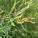 Salix rosmarinifolia - 60-80