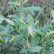 Salix triandra - 60-100
