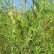 Salix viminalis - 120-150