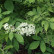 Sambucus nigra ‘Aurea’ - 40-60